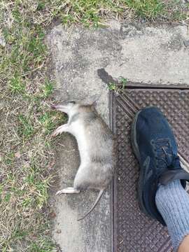 Image of Long-nosed Bandicoot