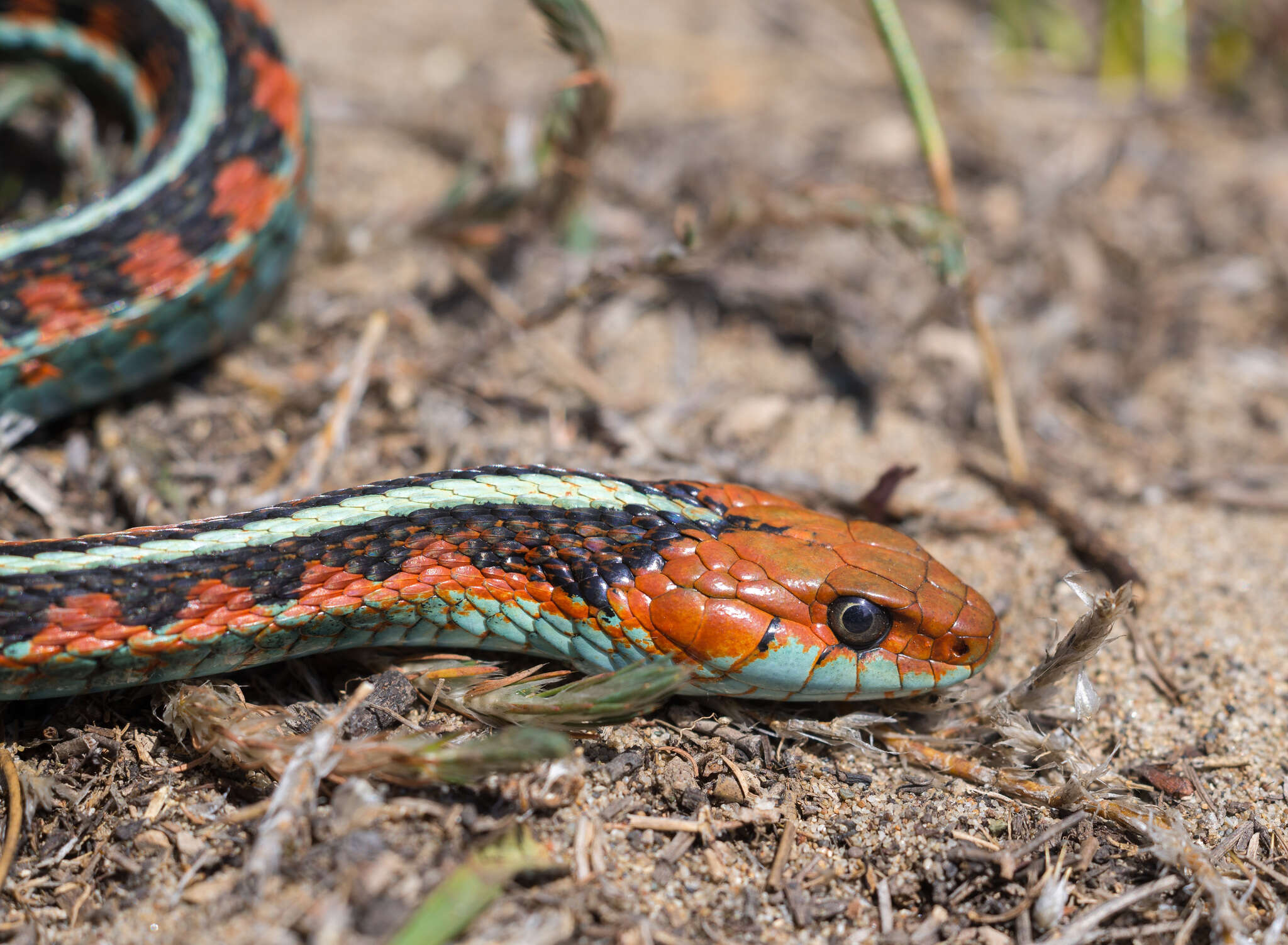 Image of Thamnophis sirtalis infernalis (Blainville 1835)