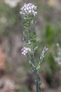 Image of Palmer's spectaclepod