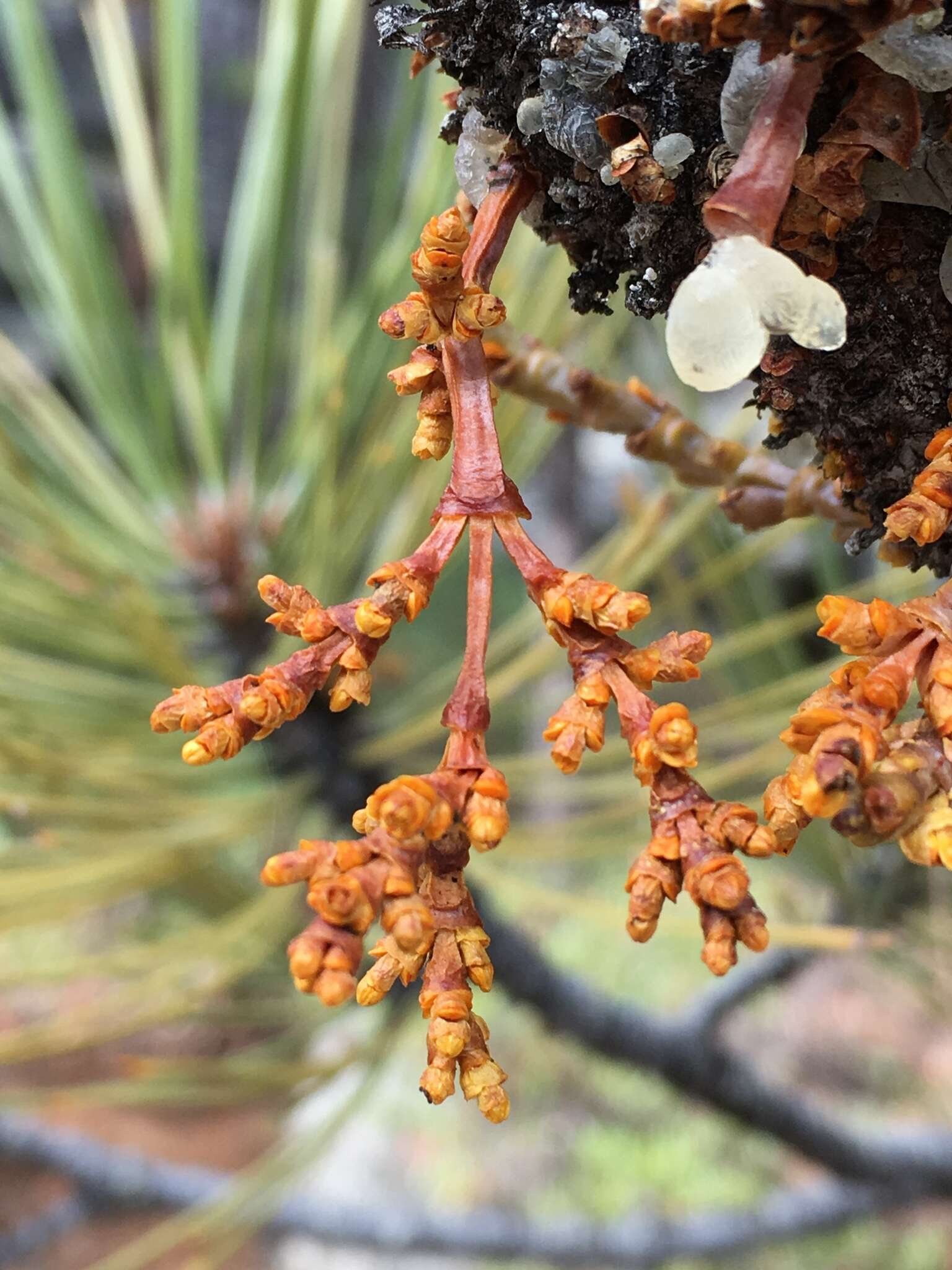 Image of western dwarf mistletoe