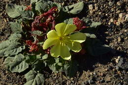 Imagem de Oenothera xylocarpa Coville