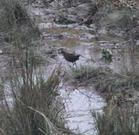 Image of Brown Crake