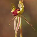 Image of Caladenia aurulenta (D. L. Jones) R. J. Bates