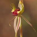 Image de Caladenia aurulenta (D. L. Jones) R. J. Bates