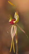 Image of Caladenia aurulenta (D. L. Jones) R. J. Bates