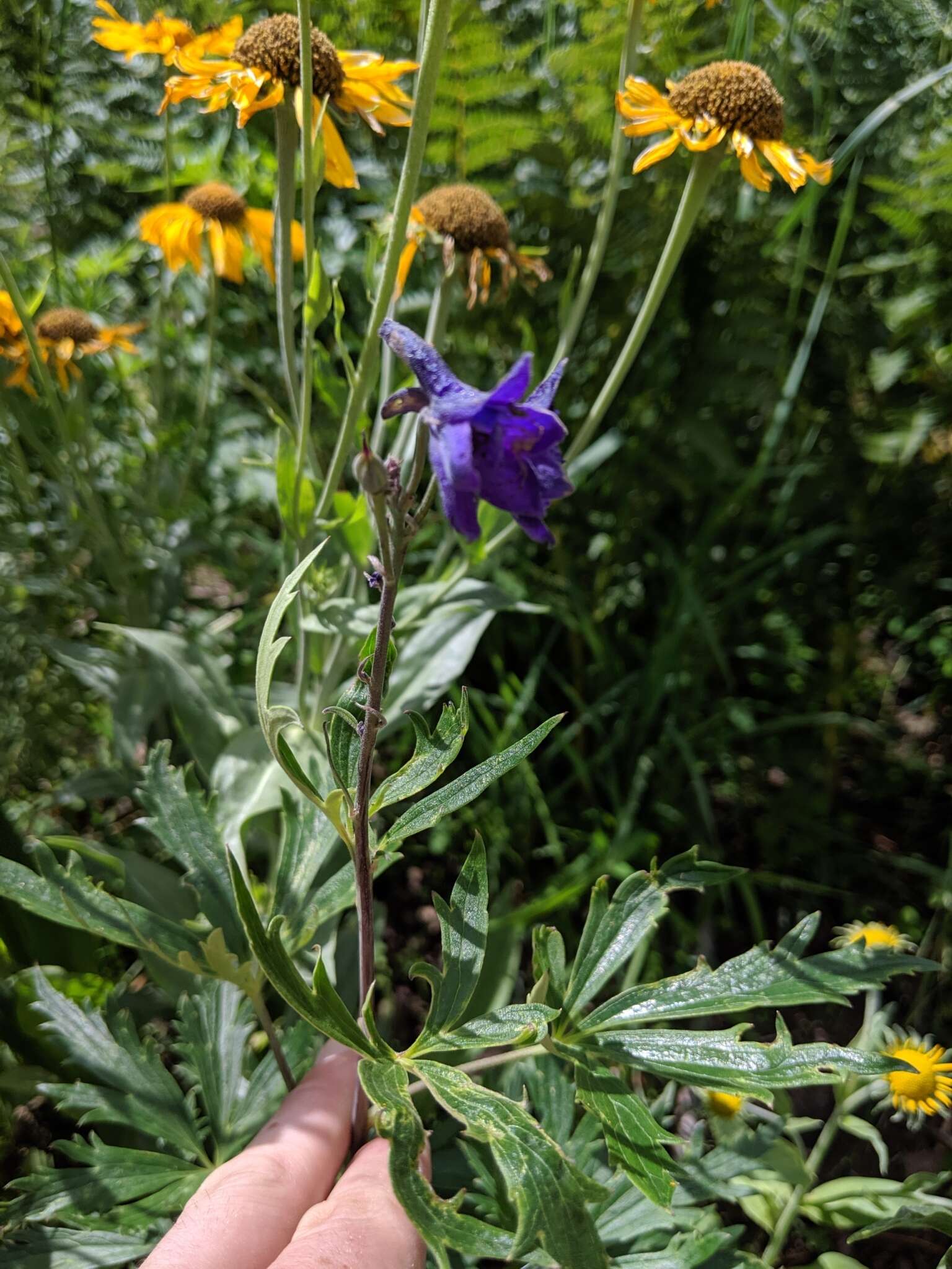 Delphinium andesicola Ewan的圖片