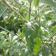 Plancia ëd Solanum nigrescens Mart. & Gal.