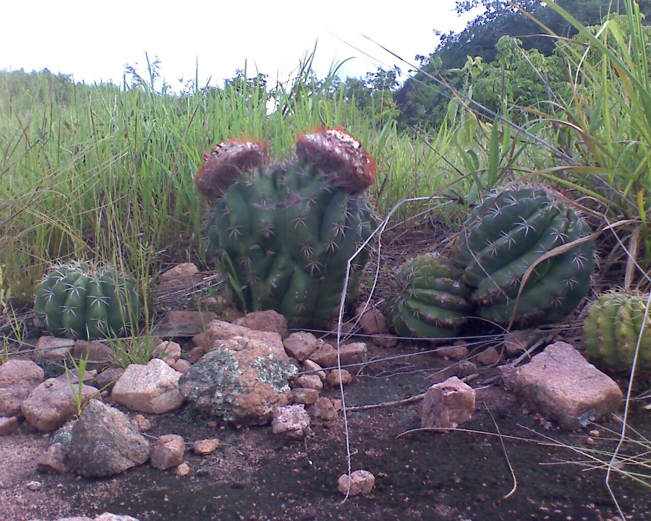 Image of Melocactus curvispinus subsp. curvispinus