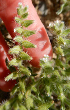 Plancia ëd Cryptantha crassisepala (Torr. & Gray) Greene