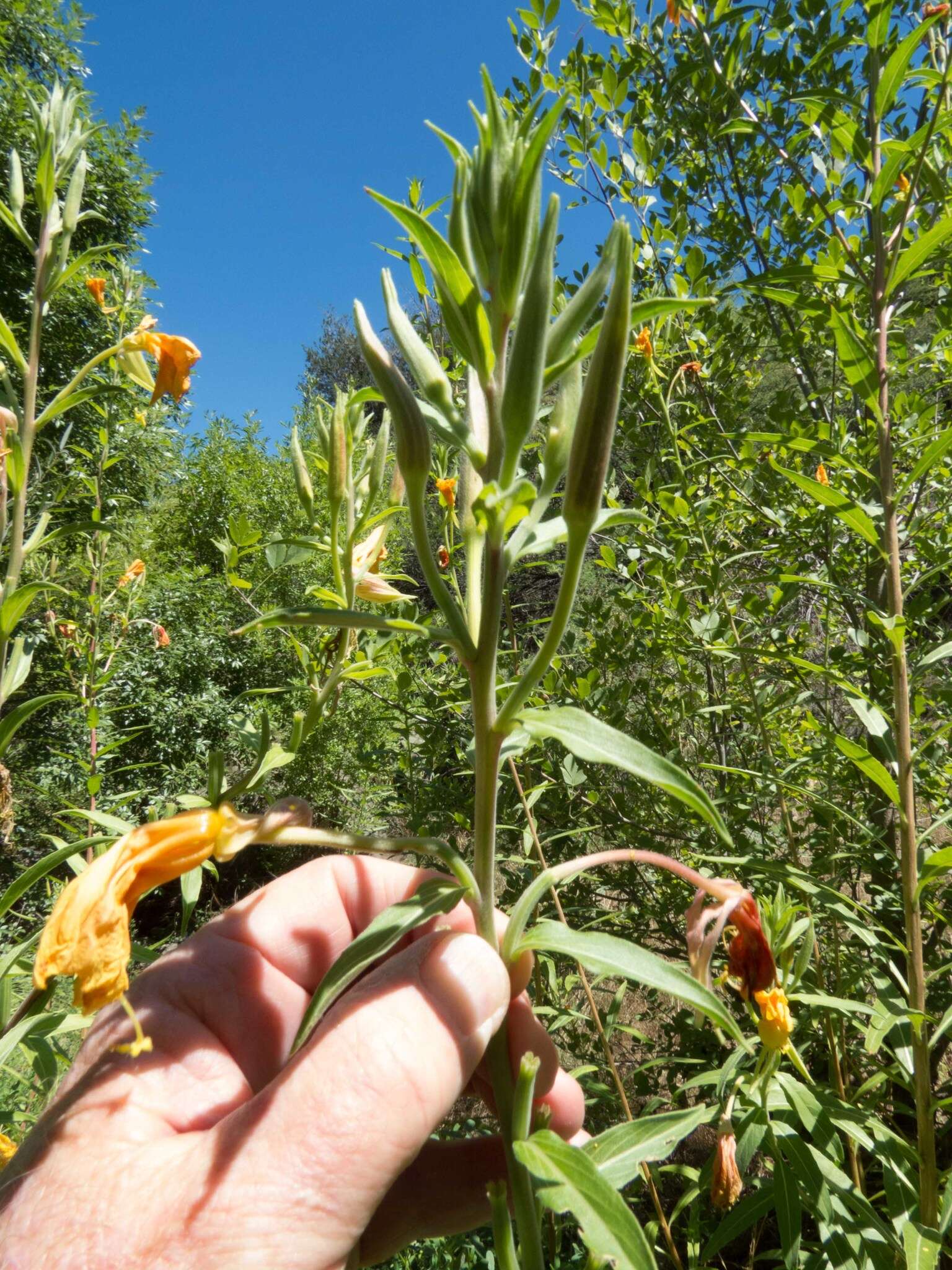 Imagem de Oenothera elata subsp. hirsutissima (A. Gray ex S. Wats.) W. Dietrich