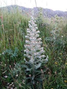 Image of Echium italicum subsp. biebersteinii (Lacaita) Greuter & Burdet