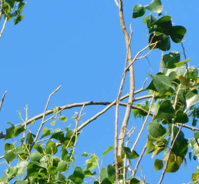 Image of Populus mexicana Wesmael