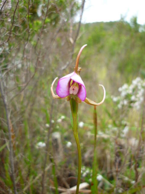 Image of Disperis capensis var. capensis