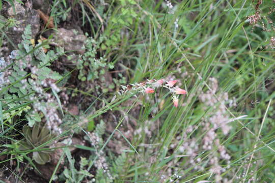 Sivun Echeveria bifida Schltdl. kuva