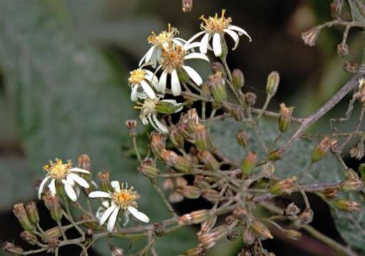 Plancia ëd Dendrophorbium peregrinum (Griseb.) C. Jeffrey