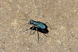 Image of Cicindela (Cicindelidia) rufiventris cumatilis Le Conte 1851