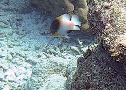 Image of Black-vent damsel