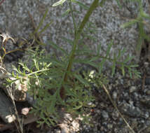 Image of foothill gilia