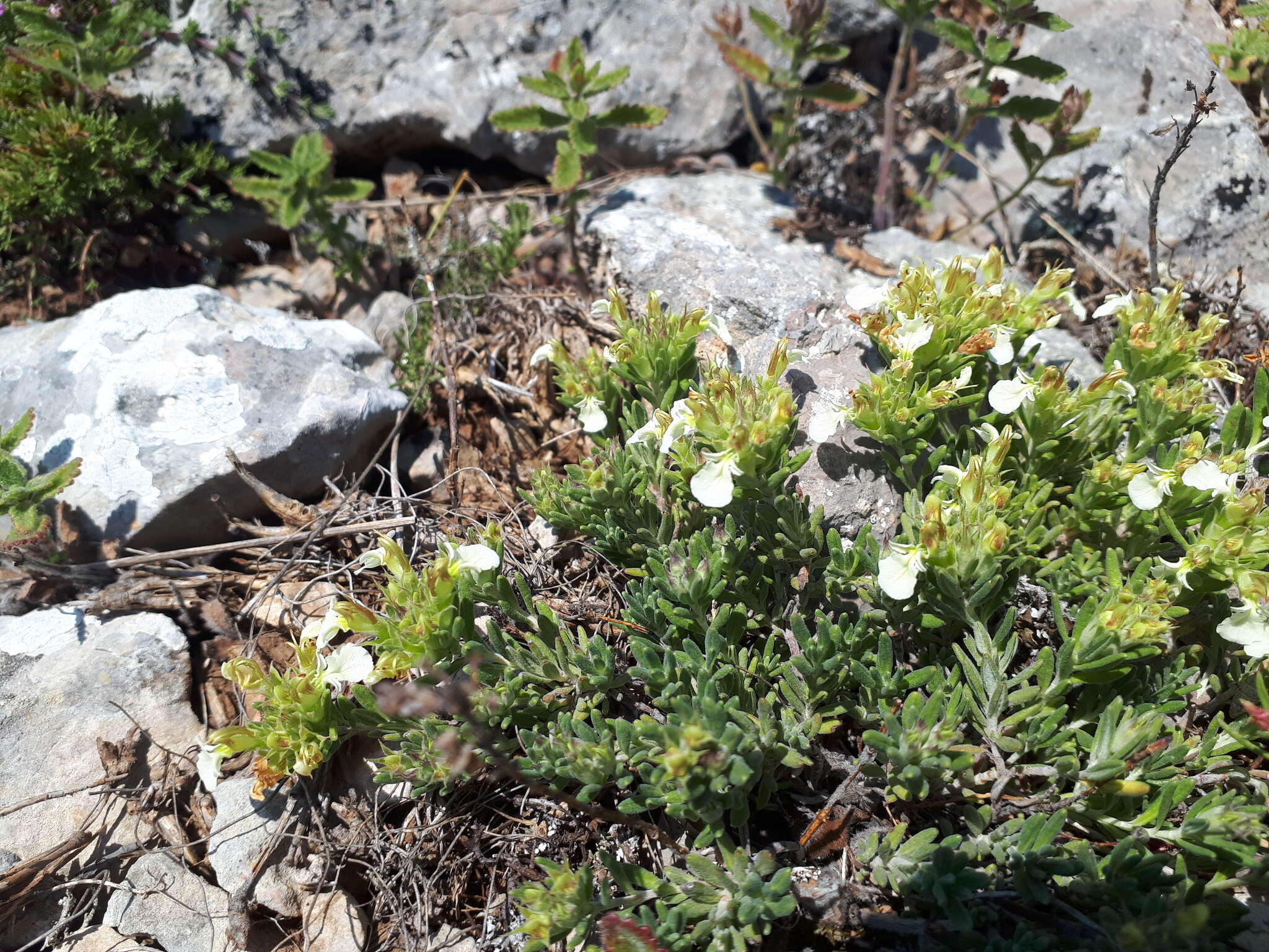 Sivun Teucrium montanum subsp. montanum kuva