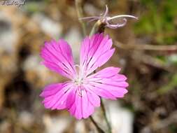 Image of Dianthus strictus Banks & Solander