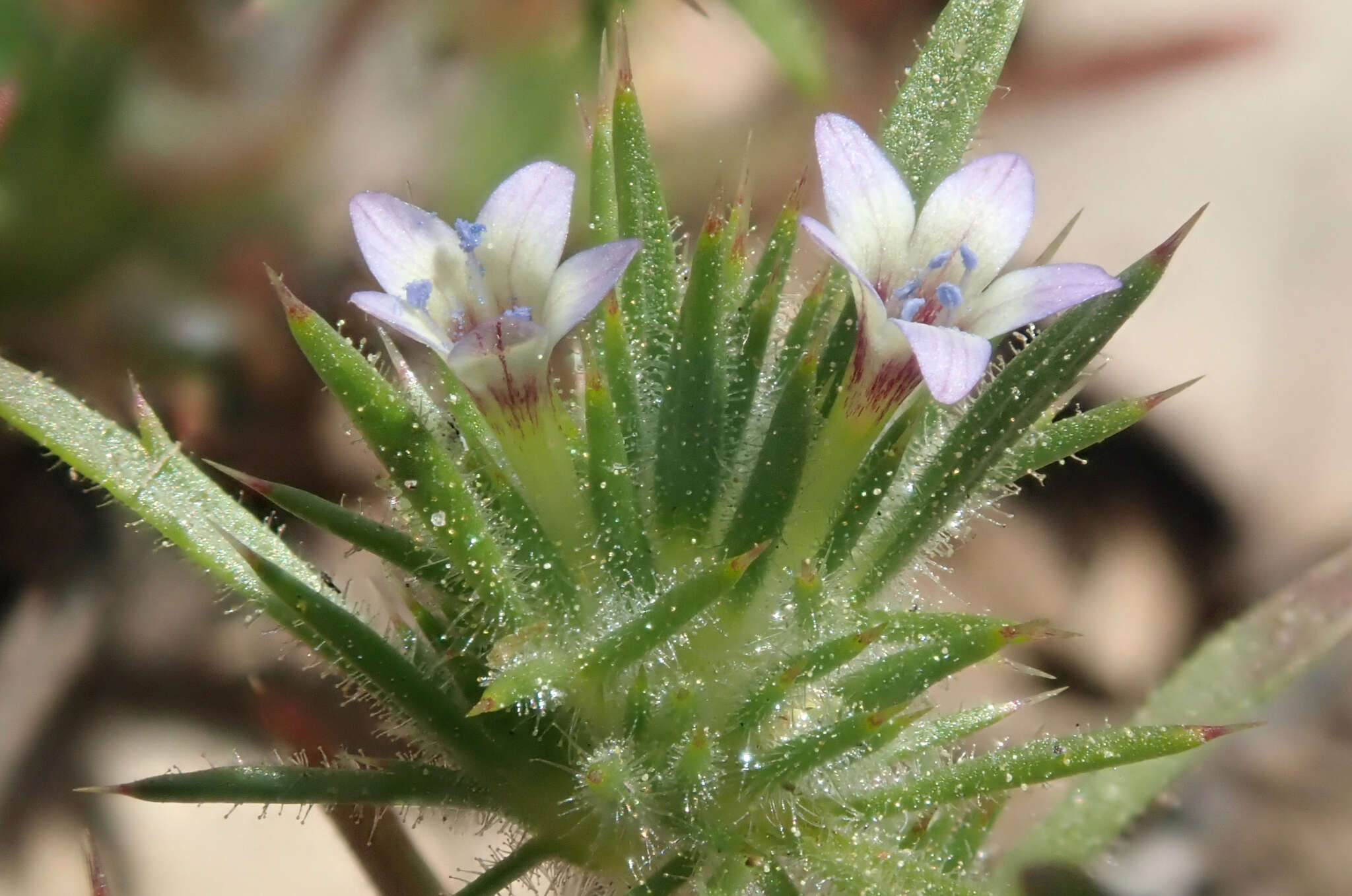 Image of Baja Pincushion-Plant