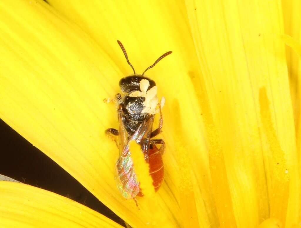 Plancia ëd Lasioglossum hemichalceum (Cockerell 1923)