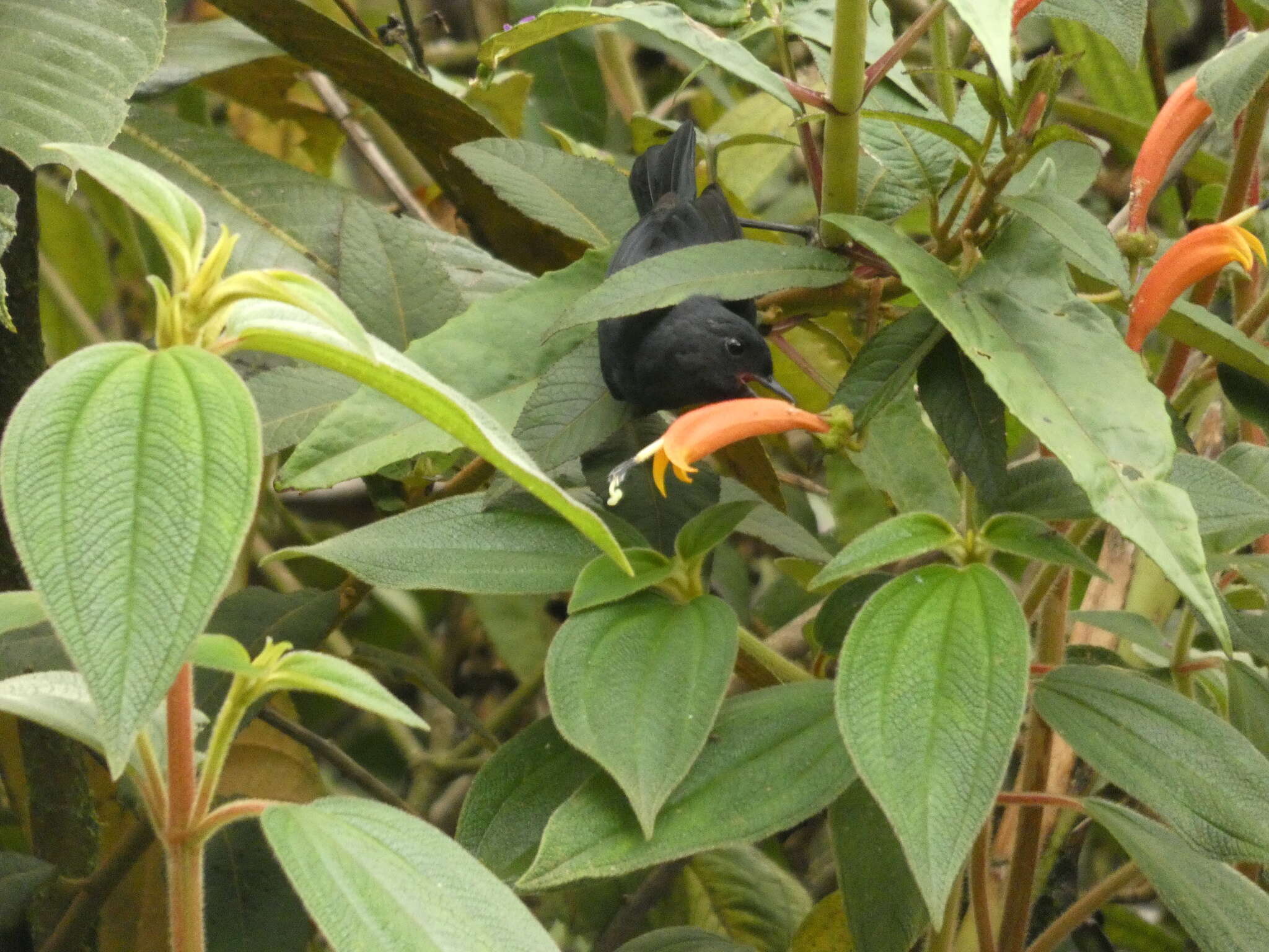 Image de Percefleur à flancs blancs