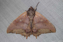 صورة Pterocyclophora ridleyi Hampson 1913