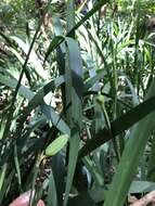 Image of Dietes iridioides subsp. iridioides