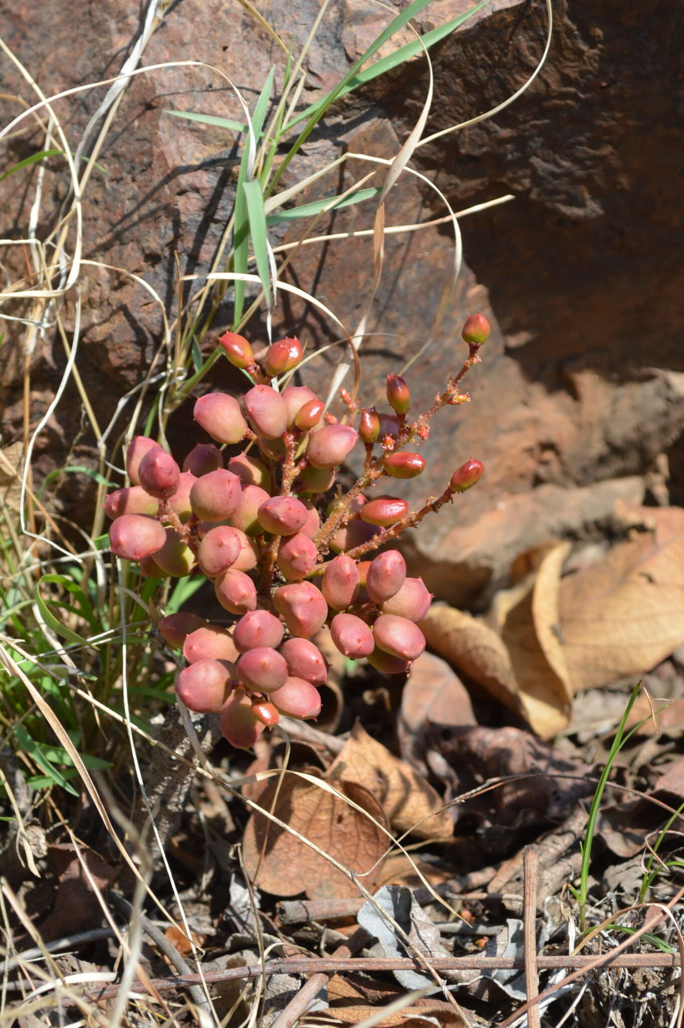 Image of Lannea edulis (Sond.) Engl.