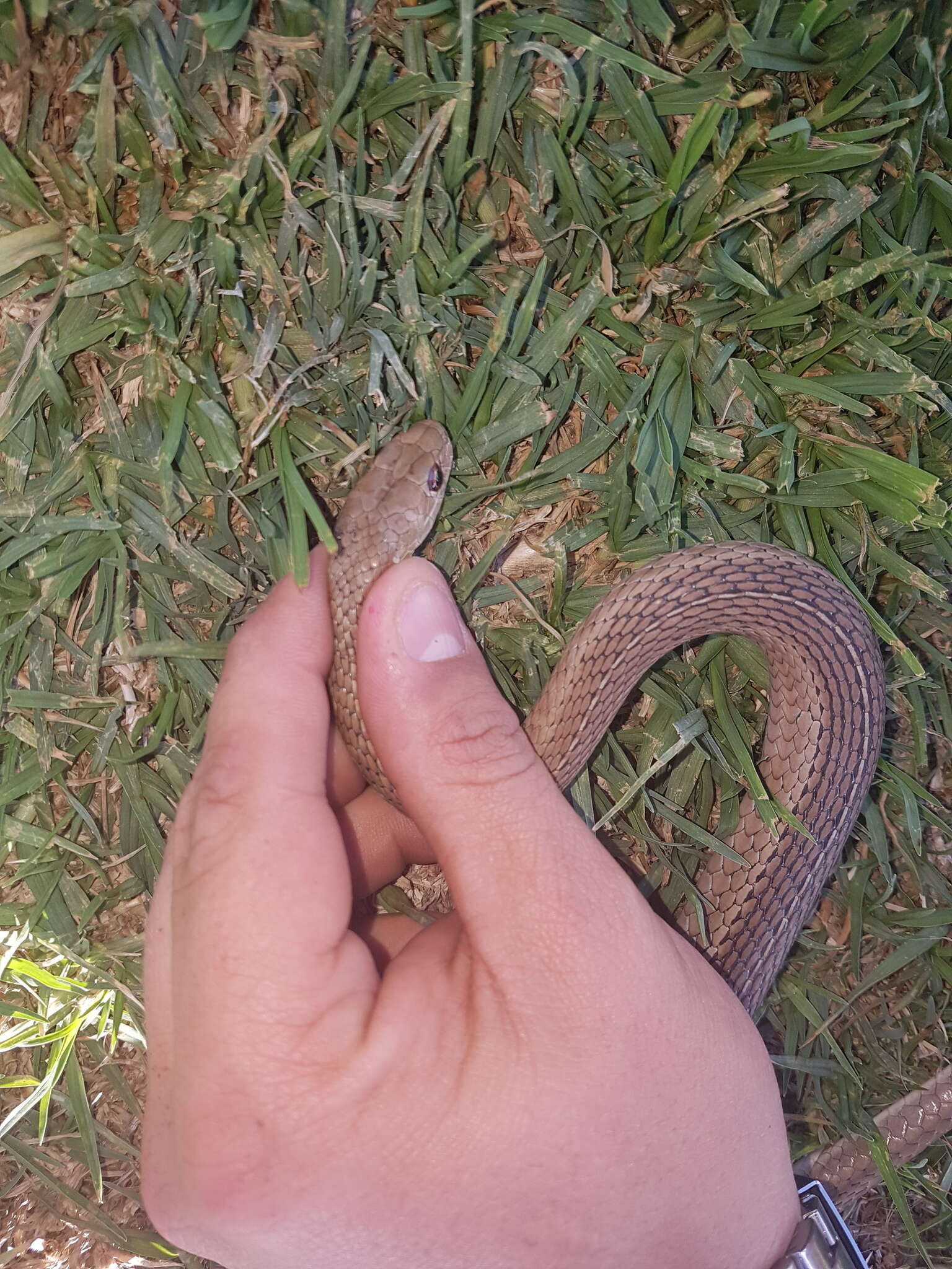 Image of Psammophis brevirostris Peters 1881