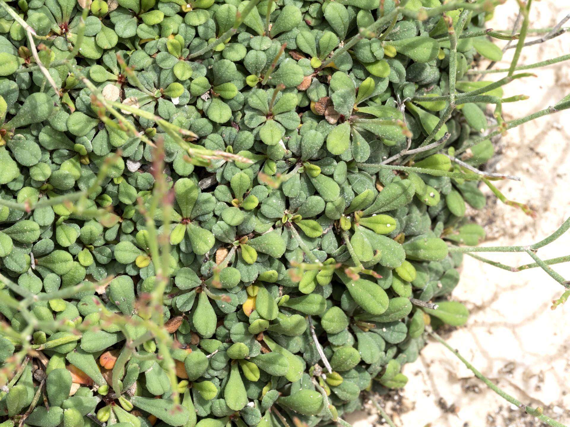 Image of Limonium minutum (L.) Chaz.