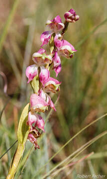 Image of Disperis stenoplectron Rchb. fil.