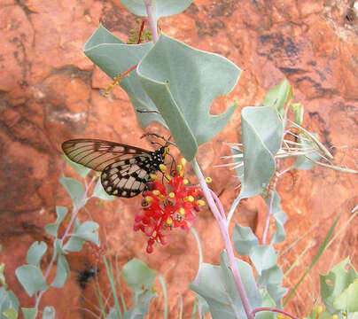 Image of Grevillea wickhamii Meissn.