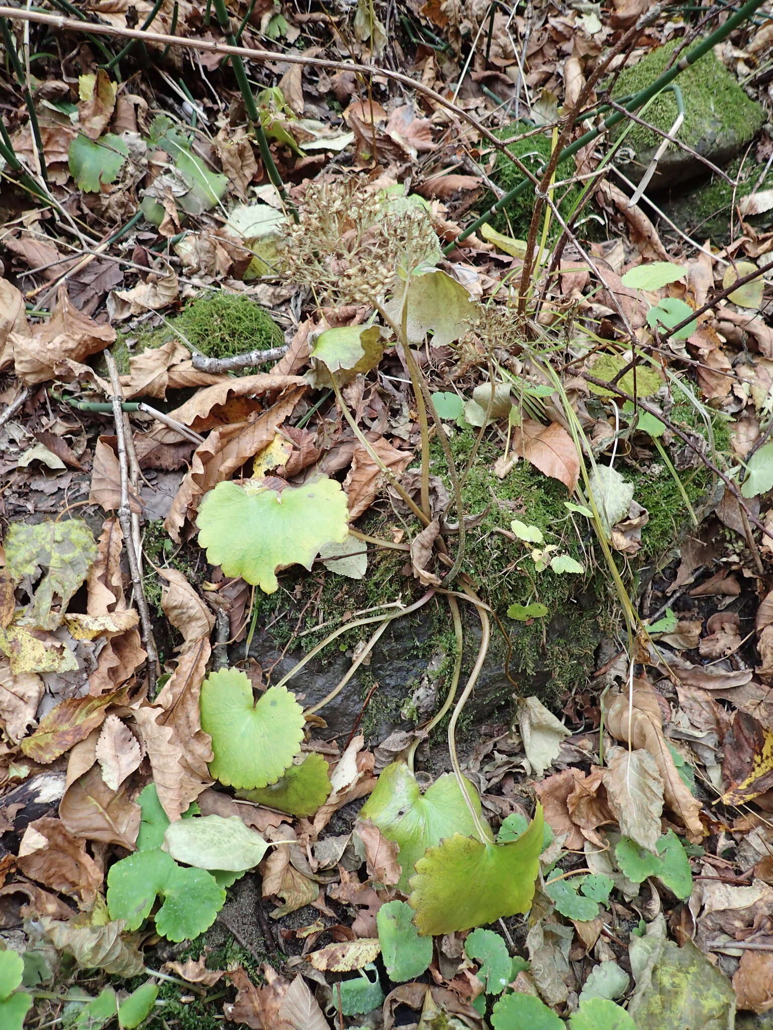 Image of Micranthes manchuriensis (Engl.) Gornall & H. Ohba