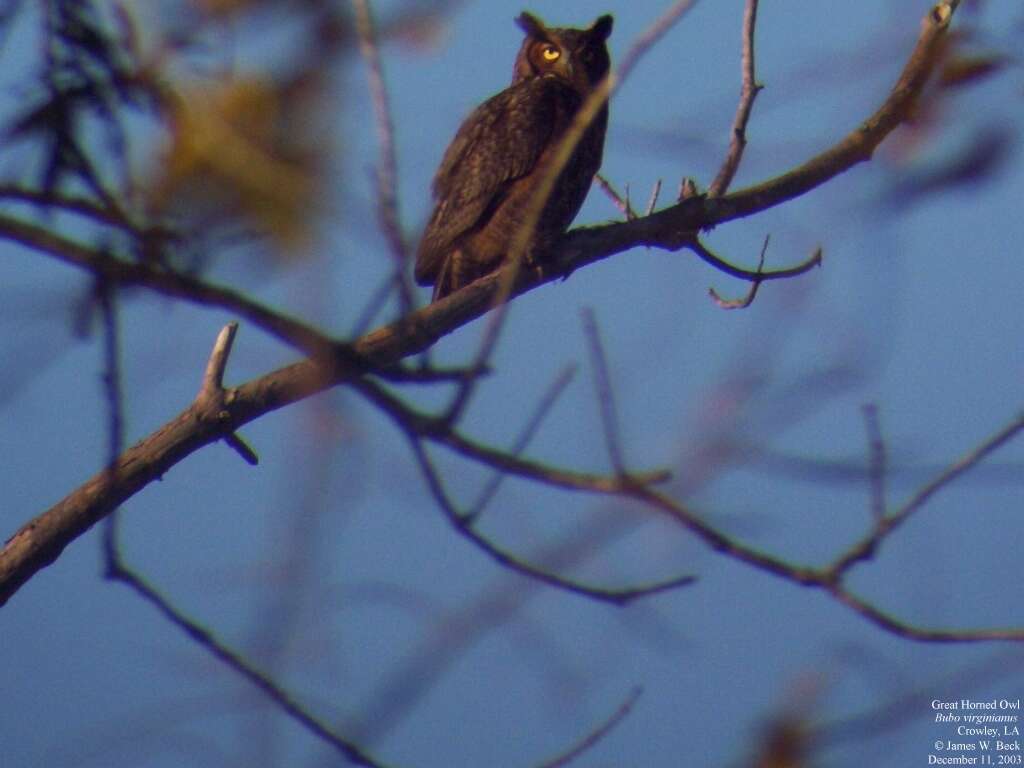 Image of Eagle-owls