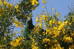 Image of leafy broom