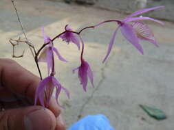 Image of Barkeria naevosa (Lindl.) Schltr.