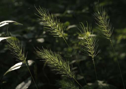 Imagem de Elymus macgregorii R. E. Brooks & J. J. N. Campb.