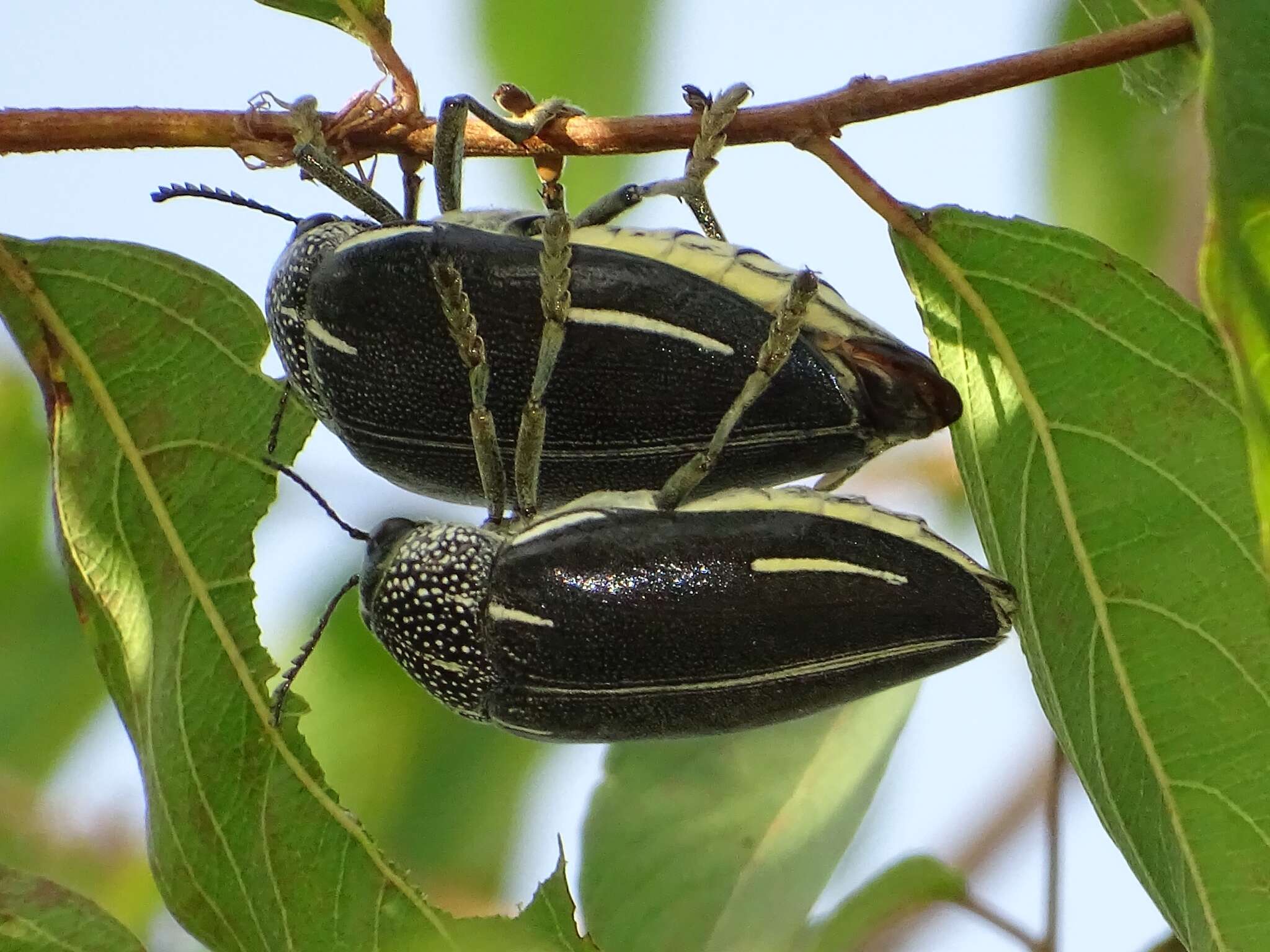 Image of <i>Sternocera <i>interrupta</i></i> interrupta