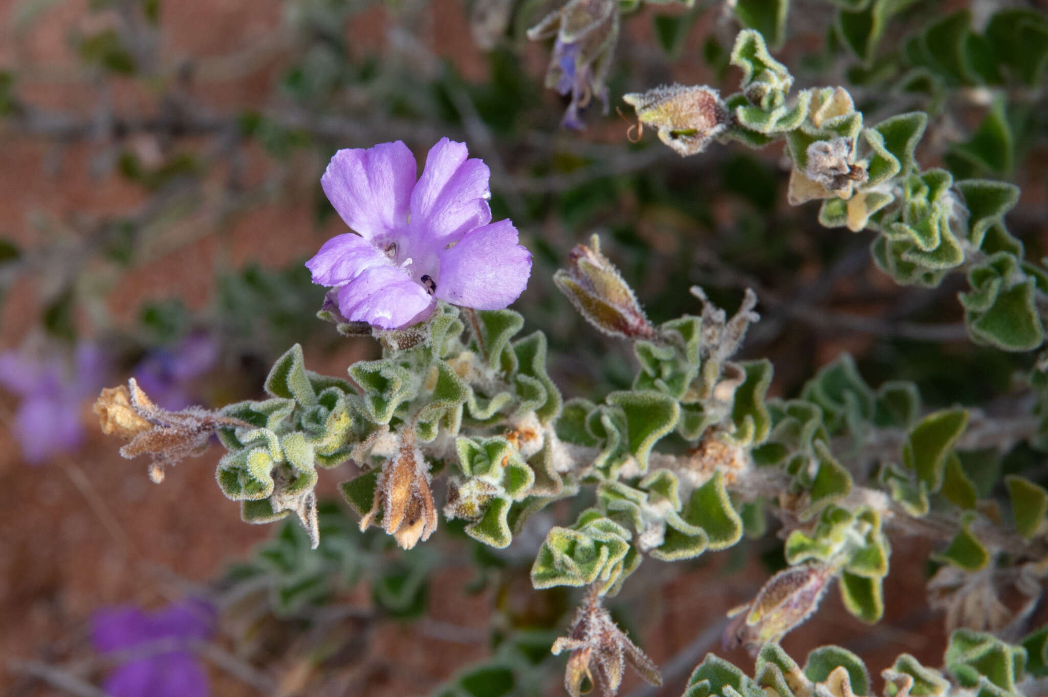 Imagem de Eremophila obovata L. S. Smith