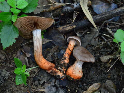 Слика од Cortinarius bulliardii (Pers.) Fr. 1838