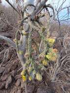 Image of Cylindropuntia thurberi subsp. thurberi