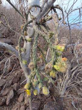 Imagem de Cylindropuntia thurberi subsp. thurberi