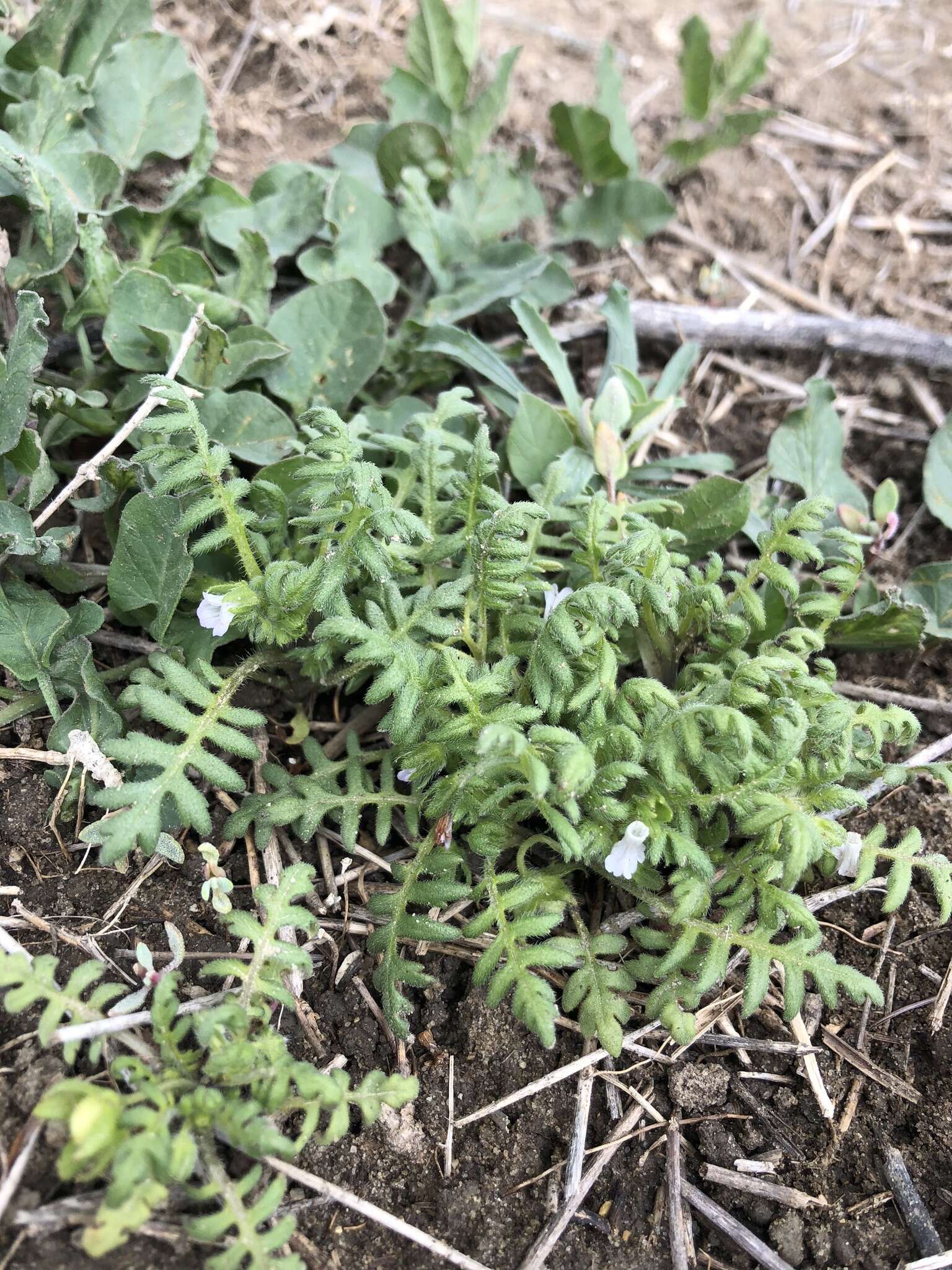 Image de Ellisia nyctelea (L.) L.