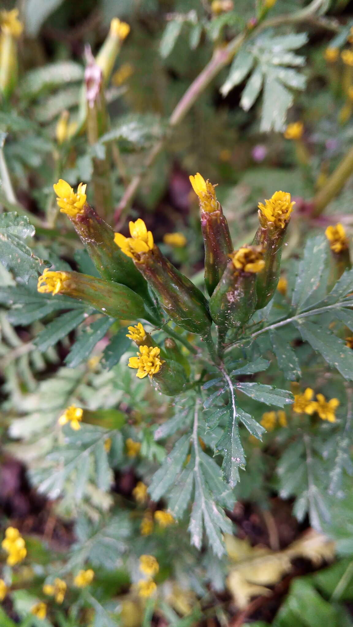 Слика од Tagetes foetidissima Hort. ex DC.