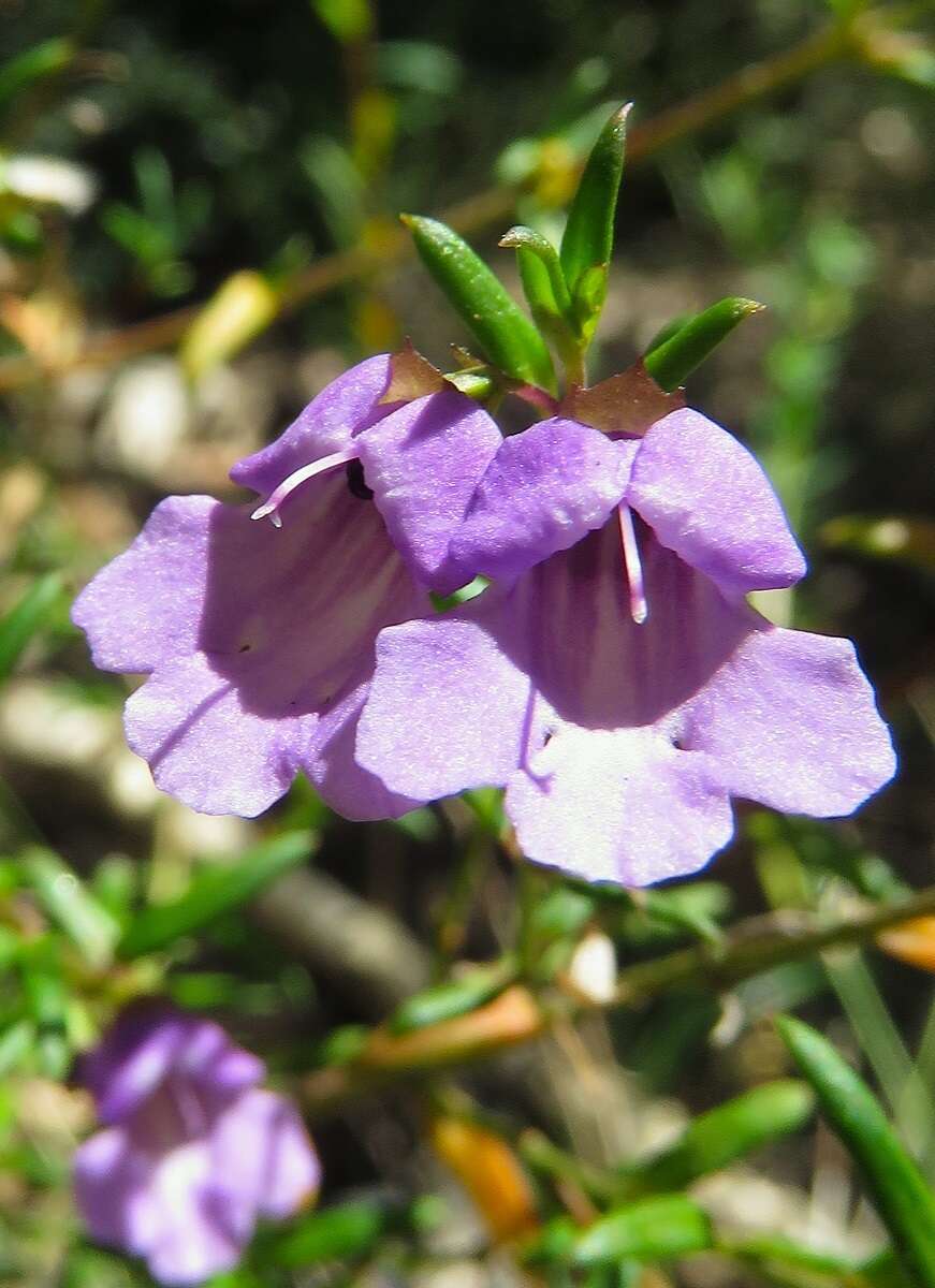 Image of Prostanthera scutellarioides (R. Br.) Druce