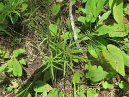 Image of glade larkspur