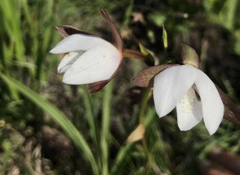 Image de Eulophia ovalis var. ovalis