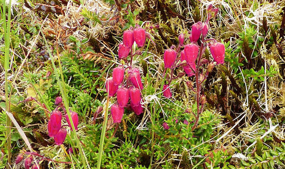 Imagem de Daboecia cantabrica subsp. azorica (Tutin & E. F. Warburg) D. Mc Clintock